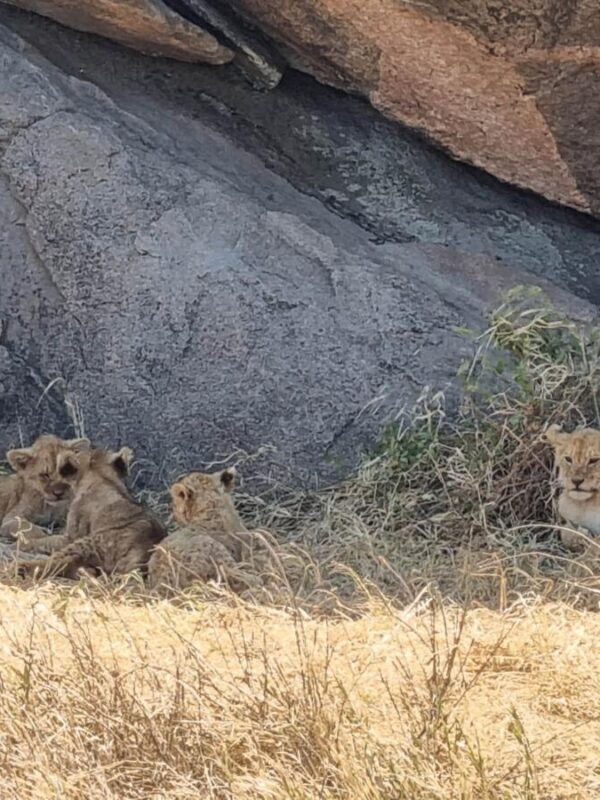 Leeuwen Serengeti
