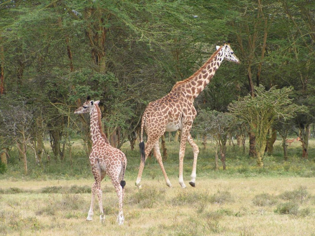 Giraffen in Nakuru Nationaal Park