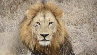 Kenia Kazuri Safaris