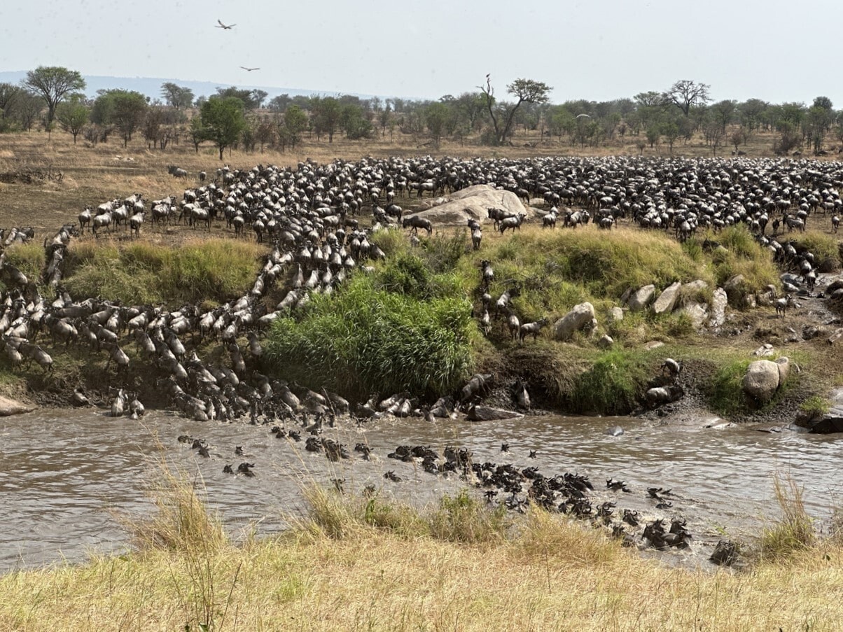 Migratie wildebeesten