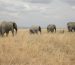 Olifanten in de Serengeti
