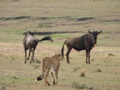 Masai Mara