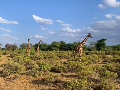 Giraffen in Samburu