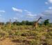 Giraffen in Samburu