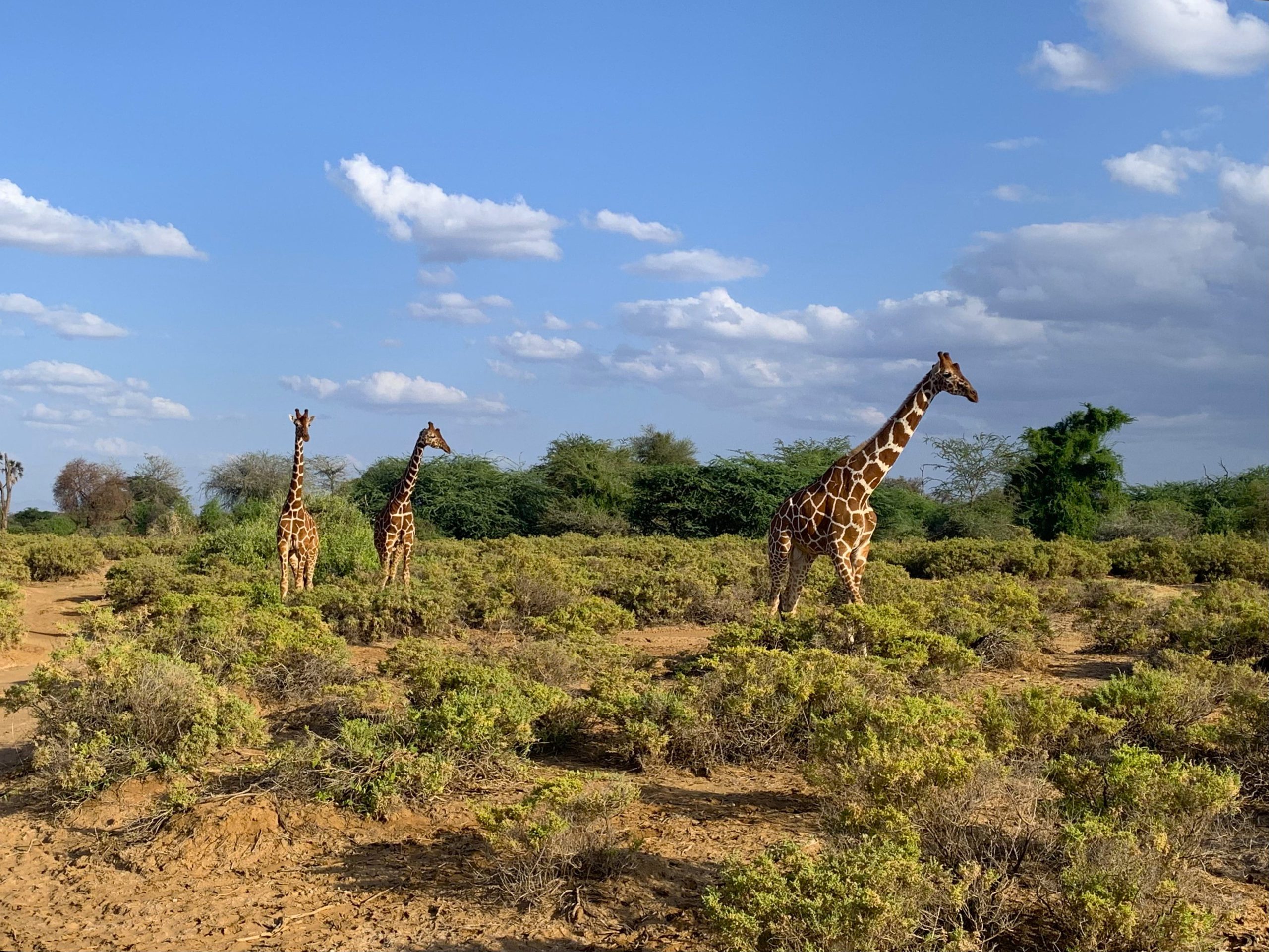 Giraffen in Samburu