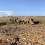 Neushoorns