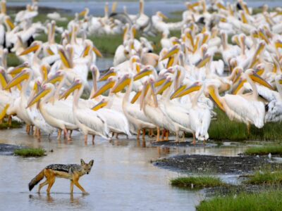 Pelikanen bij Lake Nakuru
