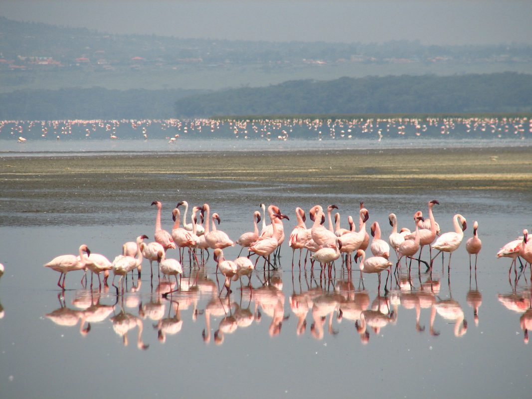 Flamingo's in Lake Nakuru
