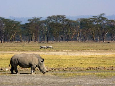 Neushoorn Nakuru NP