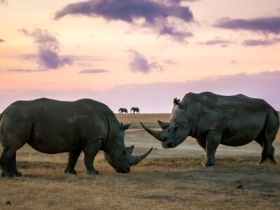 Ol Pejeta Conservancy