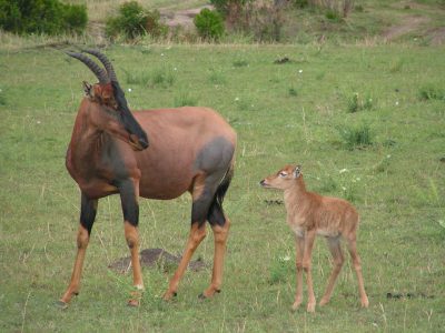 Topi's in de Masai Mara