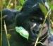 Gorilla's