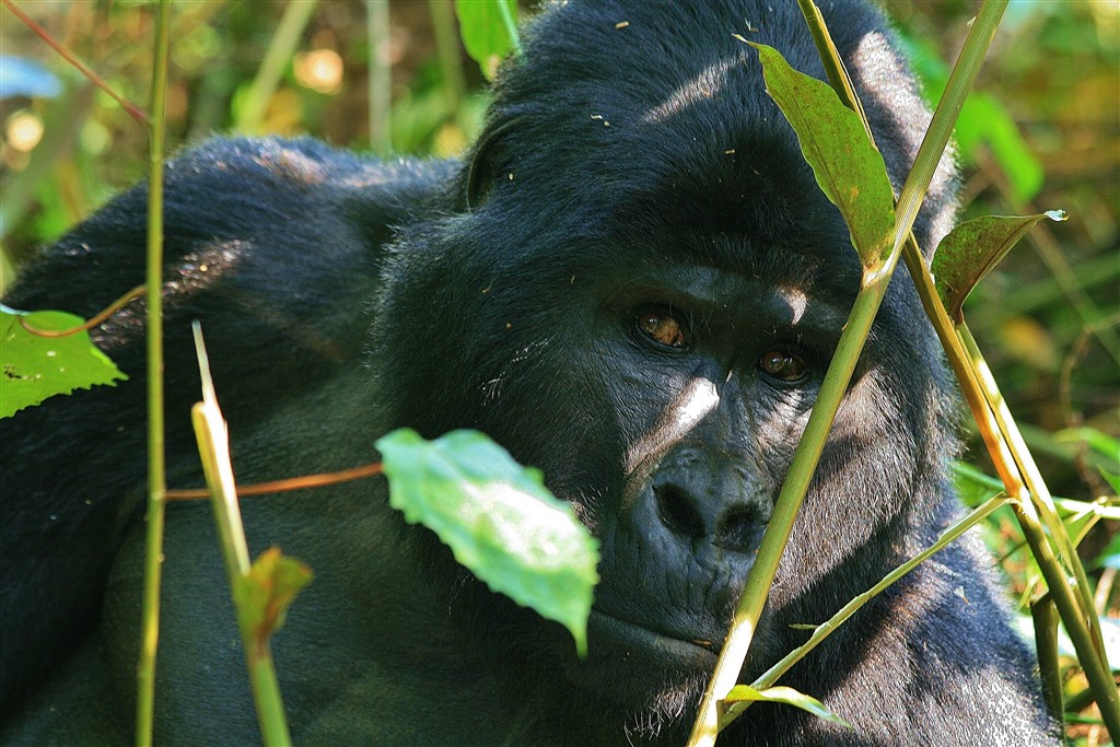 Gorilla's