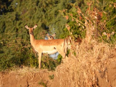 Zambia - Impala