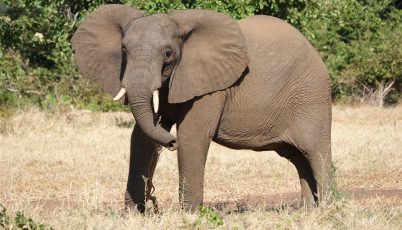 Zambia - Olifant Zambia - Olifant
