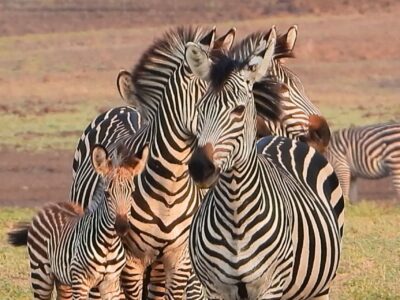 Zambia - SLNP - Zebra's