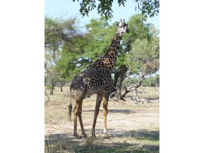 Thornicroft giraffe