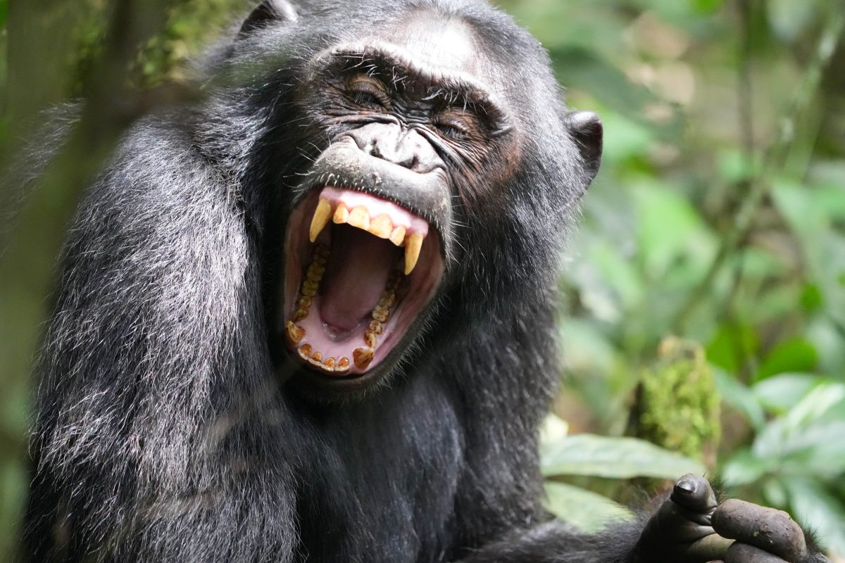 Chimpansee trekking in Kibale Forest