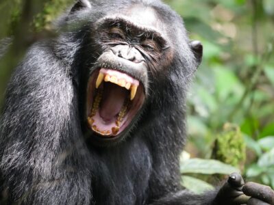 Chimpansee trekking in Kibale Forest