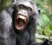 Chimpansee trekking in Kibale Forest