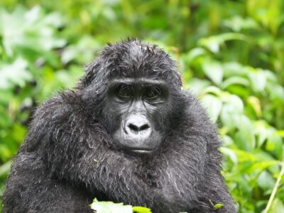 Gorilla