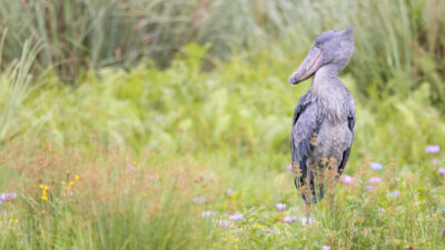 oeganda dieren