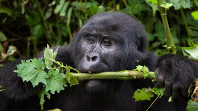 gorilla trekking rondreis Oeganda