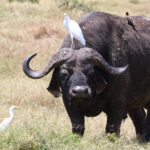 Buffel Kenia