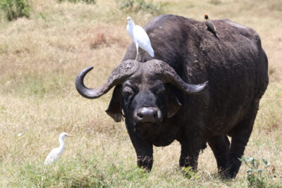 Buffel Kenia
