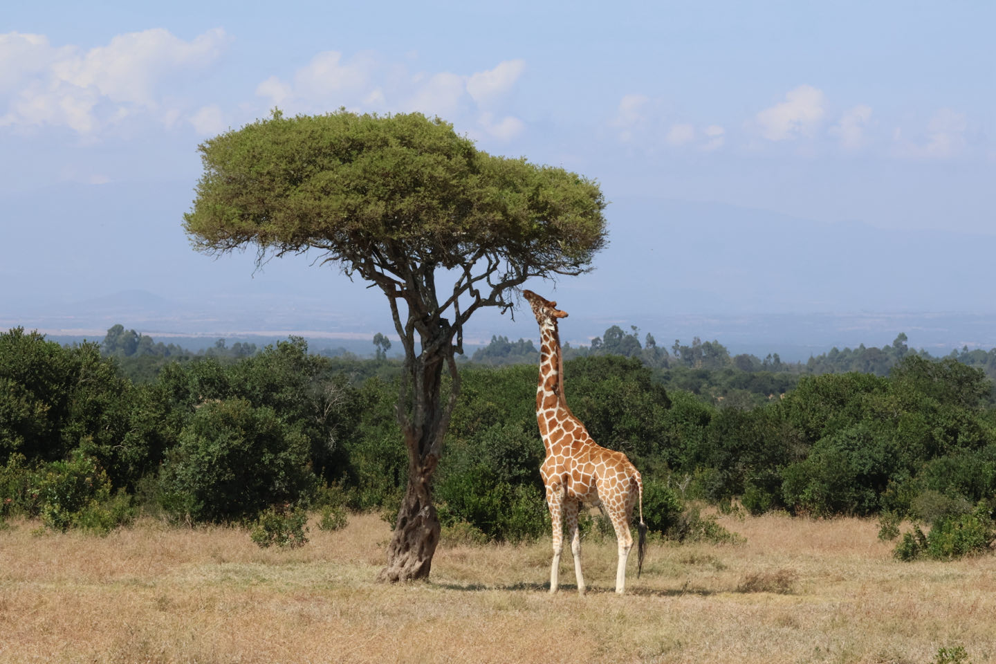 Giraffe Ol Pejeta