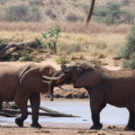 Olifanten Samburu Marco