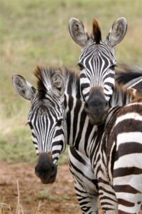 Zebra weetjes