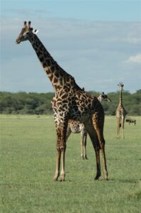 Giraffen weetjes