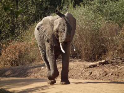 Tanzania - dieren (45) Olifant