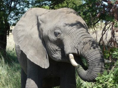 Olifant
