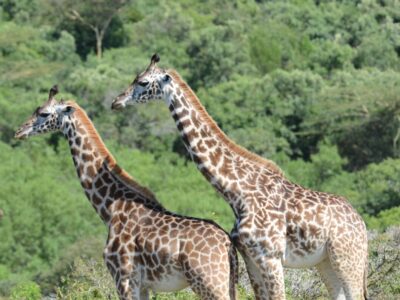 Tanzania - dieren (7) Tanzania - dieren (7)