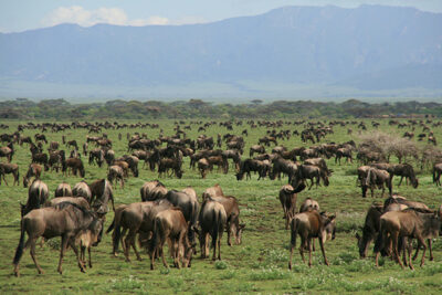 Migratie in Tanzania