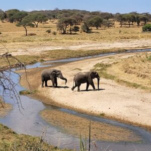 Olifanten bij de Tarangire Rivier