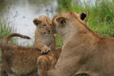 Welke nationale parken in Tanzania moet je kiezen voor je eerste safari
