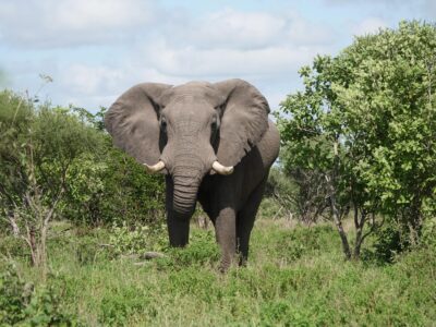 Olifanten in Chobe
