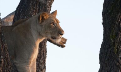 Malawi - Liwonde Malawi - Liwonde