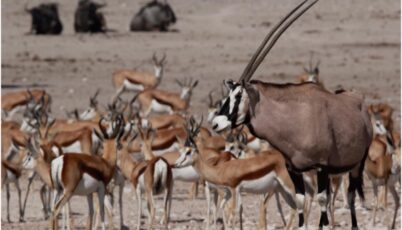 Namibie - dieren Namibie - dieren
