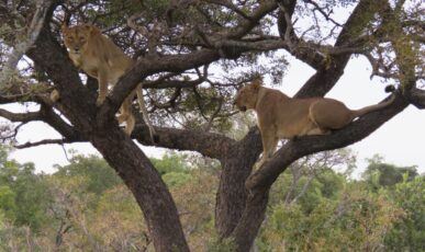 Zuid-Afrika - dieren - Waterberg (1) Zuid-Afrika - dieren - Waterberg (1)