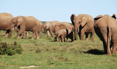 Zuid-Afrika - parken - Addo (2)
