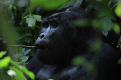 Gorilla trekking in Oeganda of Rwanda