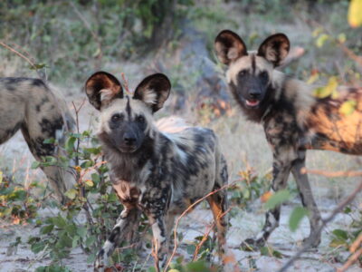 Botswana - dieren Botswana - dieren