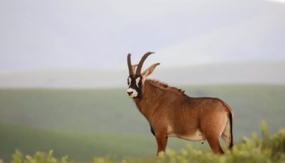 Sabel antilope