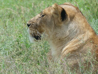 Eerst op safari in Tanzania of eerst naar Zanzibar