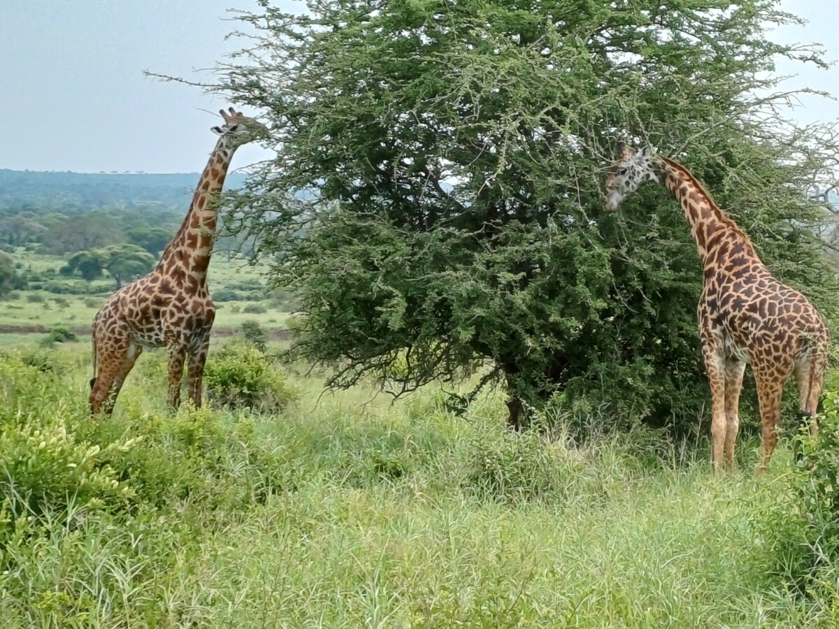 Giraffen