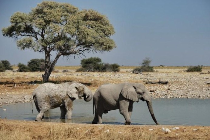 Mystieke Etosha Pan